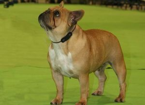 Bonnie-Raitt De Los Herberos | French Bulldog 