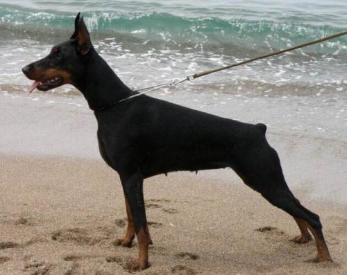 Brie Herata Cobra | Black Doberman Pinscher