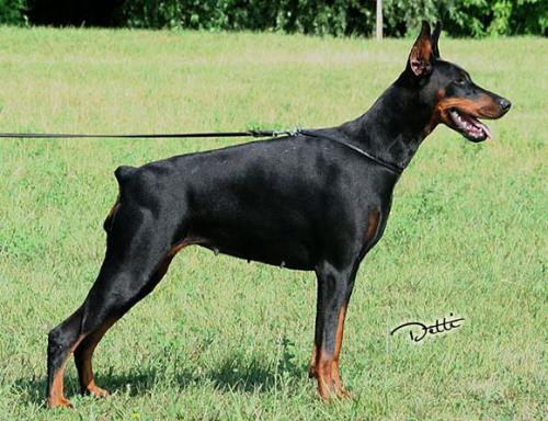 Alita v. Morosso | Black Doberman Pinscher