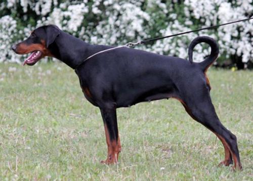 Bambou v. Morosso | Black Doberman Pinscher