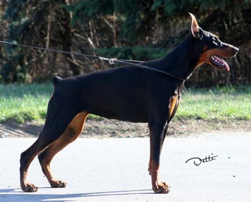 Amira Dobgrace | Black Doberman Pinscher