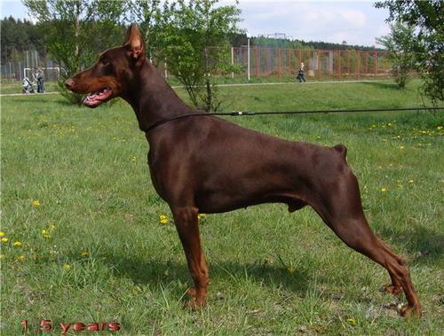 Zlatomir Dar Felven | Brown Doberman Pinscher