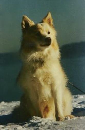 Skovridergaardens Laxi | Icelandic Sheepdog 