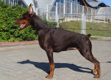 Zolotaya Nika Dar Felven | Brown Doberman Pinscher