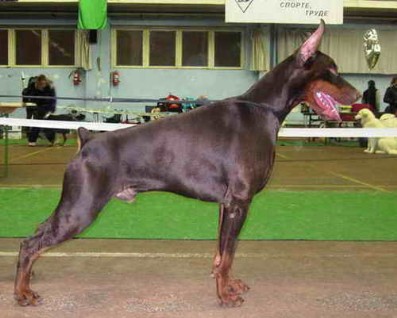 Krasny Drakon Dar Felven | Brown Doberman Pinscher