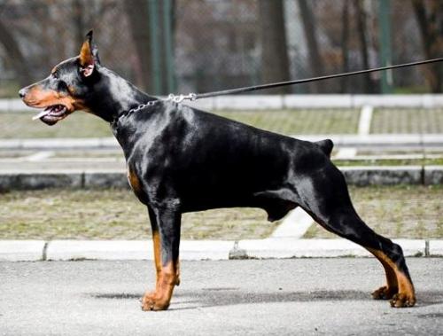 Tahi-Reme Max | Black Doberman Pinscher