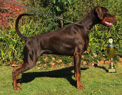 Armageddon v. Ambassador | Brown Doberman Pinscher