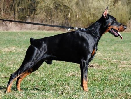 Tahi-Reme Legolas | Black Doberman Pinscher