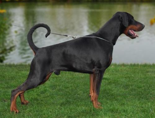 Junoo v. 't Genebos | Black Doberman Pinscher