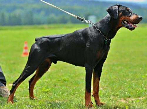 Idar Gumby | Black Doberman Pinscher