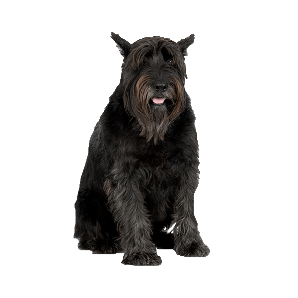 Scottish Terrier