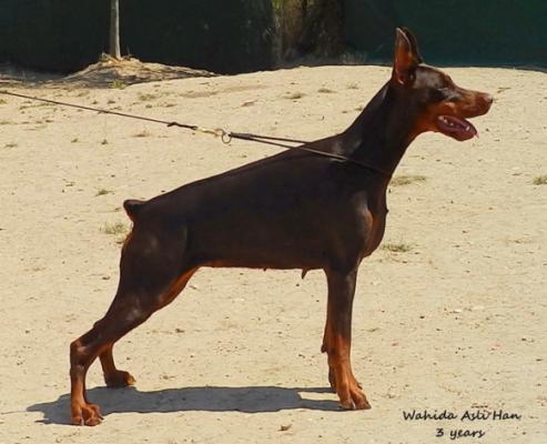 Wahida Asli Han | Brown Doberman Pinscher