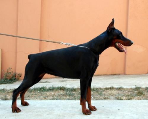 Minerva Maya di Altobello | Black Doberman Pinscher