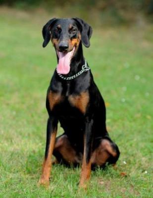 Nancy Nathalia Alary Aslar | Black Doberman Pinscher