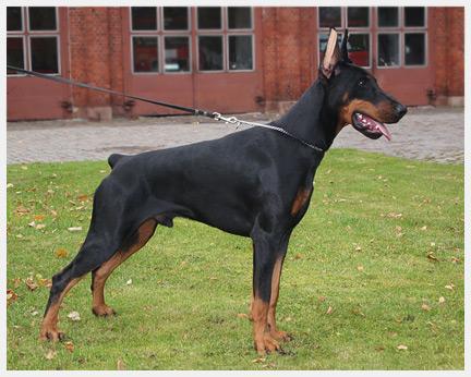 Legrant Land Enrico | Black Doberman Pinscher