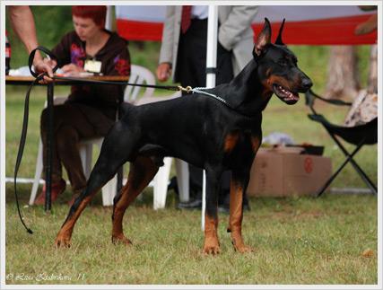 Legrant Land Escobar | Black Doberman Pinscher