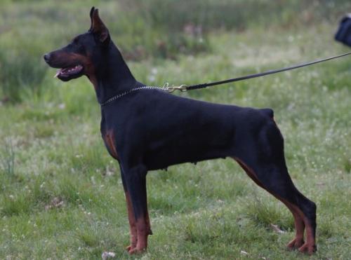 Fancy v. Gini House | Black Doberman Pinscher