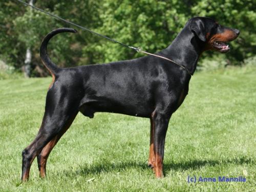 Dinico Unico del Conte Drago | Black Doberman Pinscher