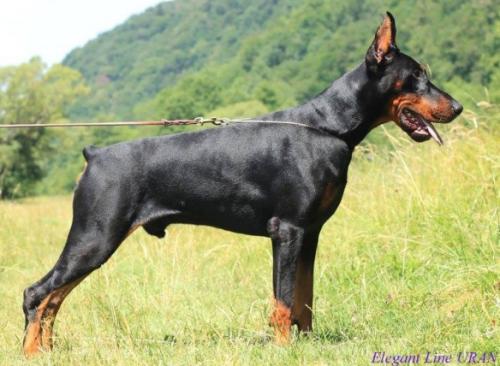 Elegant Line Uran | Black Doberman Pinscher