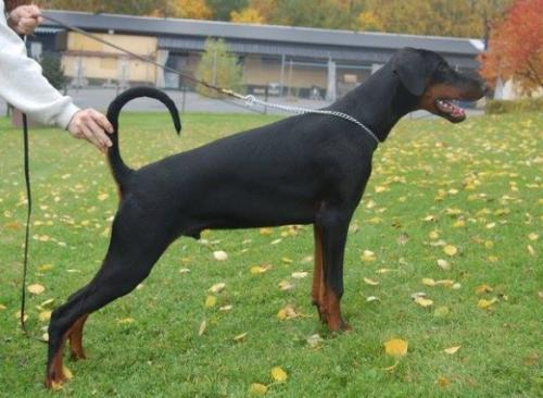 Terrorzone Viper | Black Doberman Pinscher