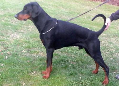 Terrorzone Xtrem | Black Doberman Pinscher