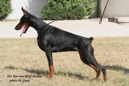 For Kai v. Wolf Stamm | Black Doberman Pinscher