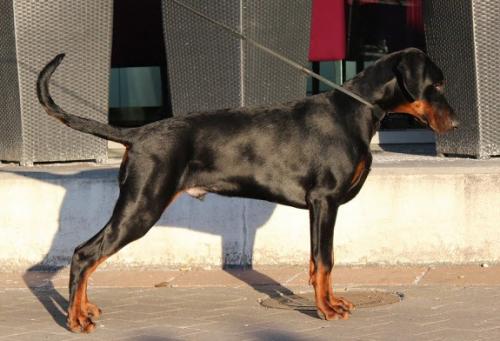 Qui Terret Absinthe | Black Doberman Pinscher