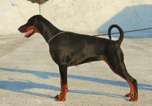 Qui Terret Addiction | Black Doberman Pinscher