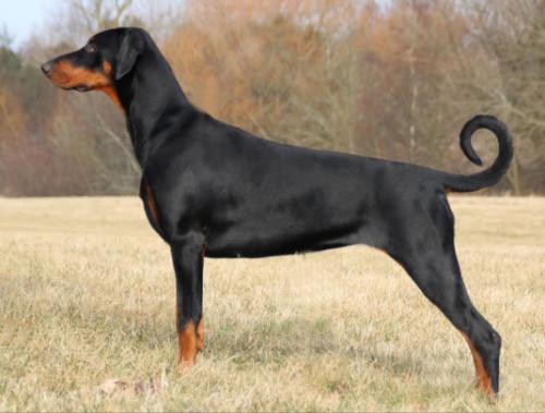 Proud Danish Dream of Mine | Black Doberman Pinscher