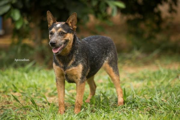 KIARA do NVBK Heeler Selivon | Australian Cattle Dog 