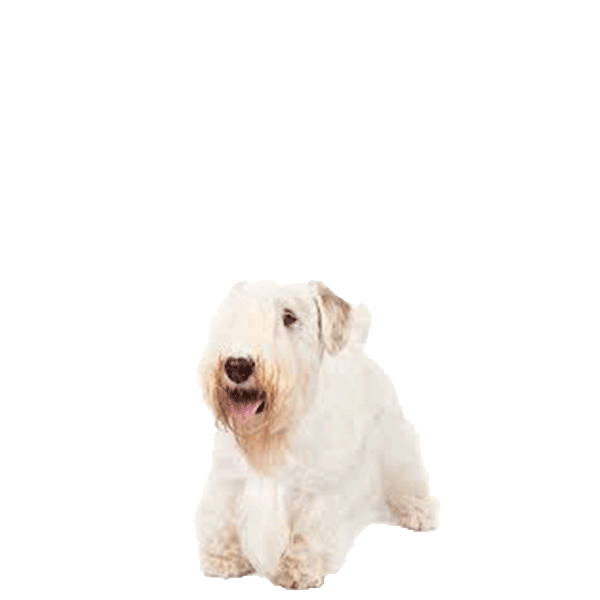 Sealyham Terrier