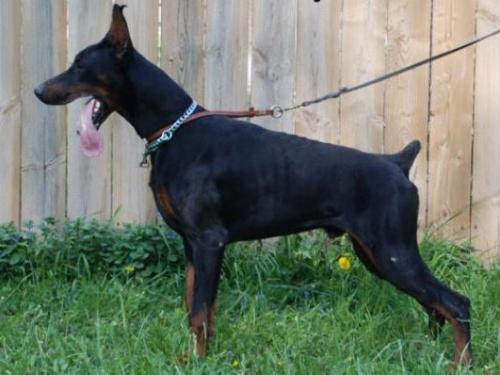 Livonija Baron Pacific Ocean | Black Doberman Pinscher