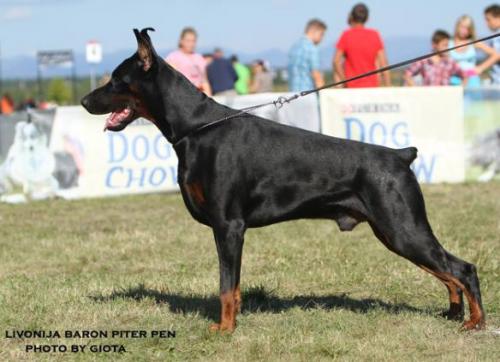 Livonija Baron Piter Pan | Black Doberman Pinscher