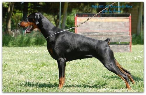 Nefertiti del Diamante Nero | Black Doberman Pinscher