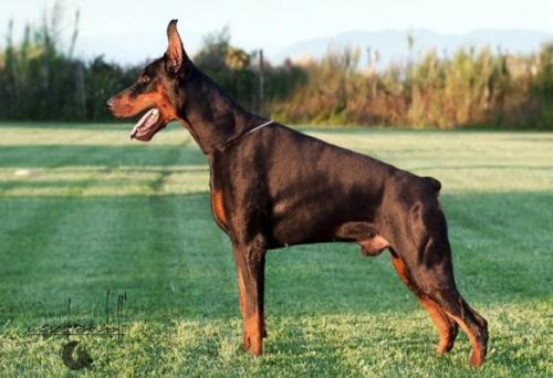 Kiro di Prisconte | Black Doberman Pinscher