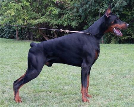 Apach di Altobello | Black Doberman Pinscher