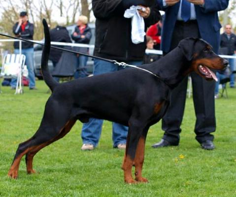 Orson v. Nemesis | Black Doberman Pinscher