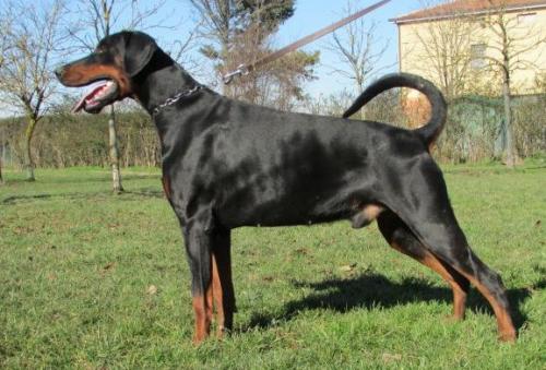 Olten v. Nemesis | Black Doberman Pinscher