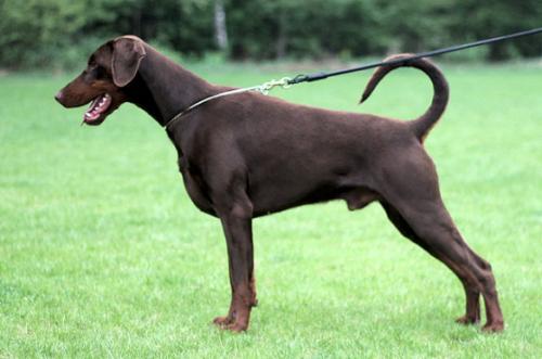 Olymp v. Nemesis | Brown Doberman Pinscher