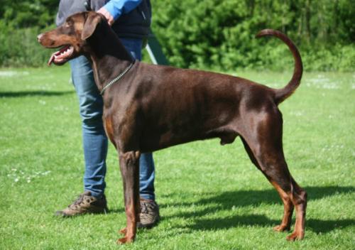 Oprince v. Nemesis | Brown Doberman Pinscher