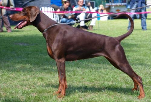 Odamae v. Nemesis | Brown Doberman Pinscher