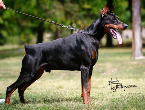 Artur v. Markischen Leo | Black Doberman Pinscher