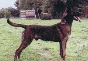 Ruud BRN 6859 Seegers | Dutch Shepherd 