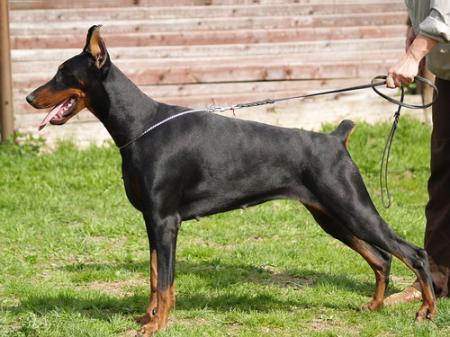 Sant Kreal Jakudza | Black Doberman Pinscher