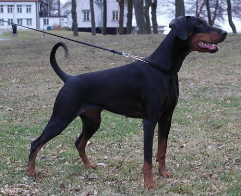 Meillon Imagine This | Black Doberman Pinscher