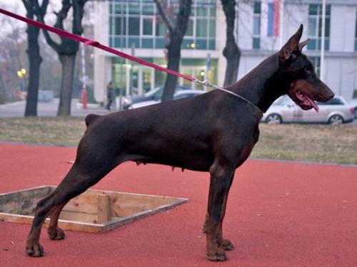 Izrafel Floris Fortuna | Brown Doberman Pinscher