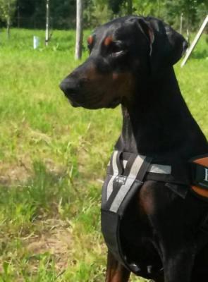 Erebus Princess Debora Deva | Black Doberman Pinscher