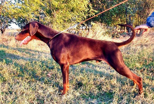 Izrafel Incredible Inkal | Brown Doberman Pinscher