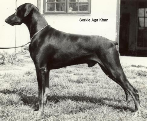 Sorkie Aga Khan | Black Doberman Pinscher