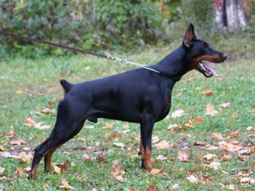 Santa Julf Harley | Black Doberman Pinscher